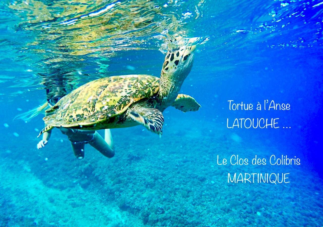 Lodge Colibris Piscine Privee Vue Panoramique Mer Et Montagne Pelee , 500 M Plage Dans Un Parc , Calme Assure Ideal Pour Decouvrir Le Nord Caraibes Le Carbet Buitenkant foto